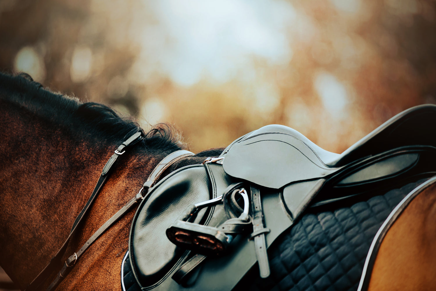 New Saddles